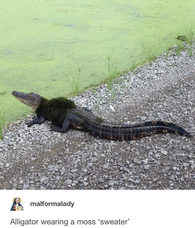 alligator wearing a moss sweater - malformalady Alligator wearing a moss 'sweater'