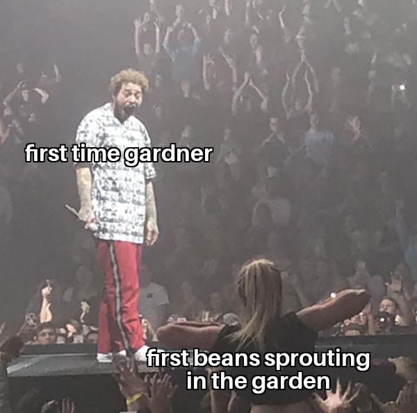 kurt cobain post malone meme - first time gardner first beans sprouting in the garden