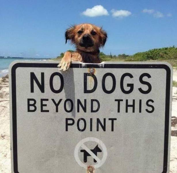 cool random pics - no dogs beyond this point - No Dogs Beyond This Point