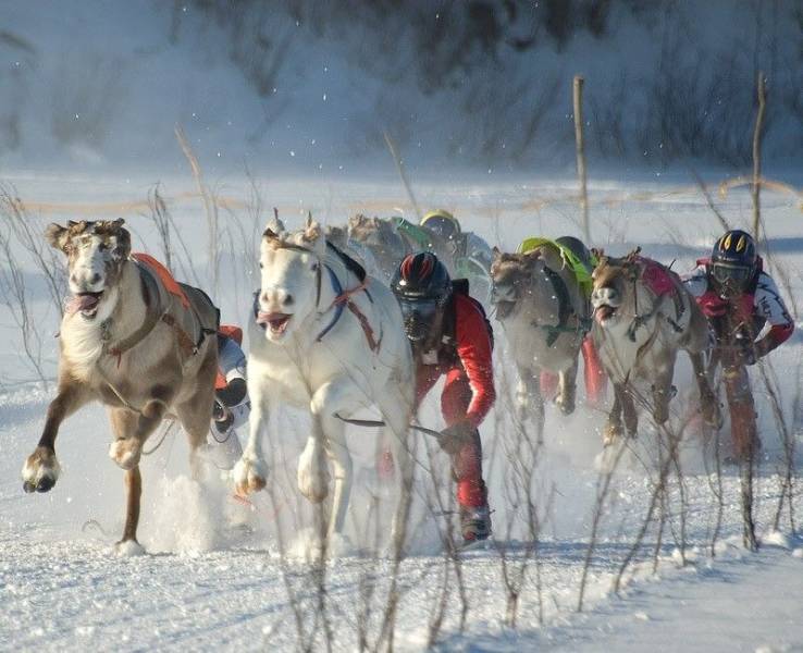 cool random pics - reindeer race