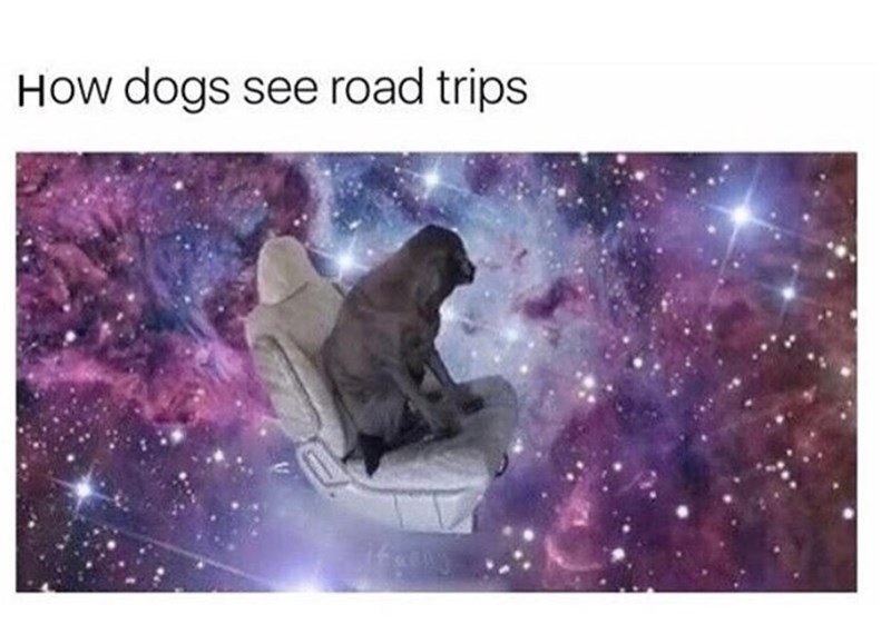 dogs see road trips meme - How dogs see road trips