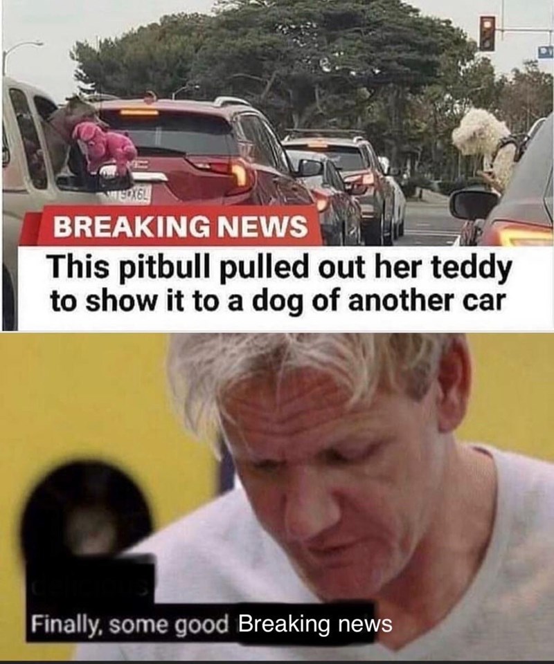 meme pitbull - TEX6L Breaking News This pitbull pulled out her teddy to show it to a dog of another car Finally, some good Breaking news