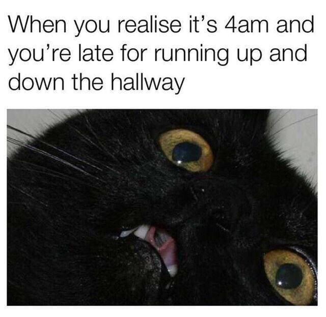 memes funny black cat - When you realise it's 4am and you're late for running up and down the hallway