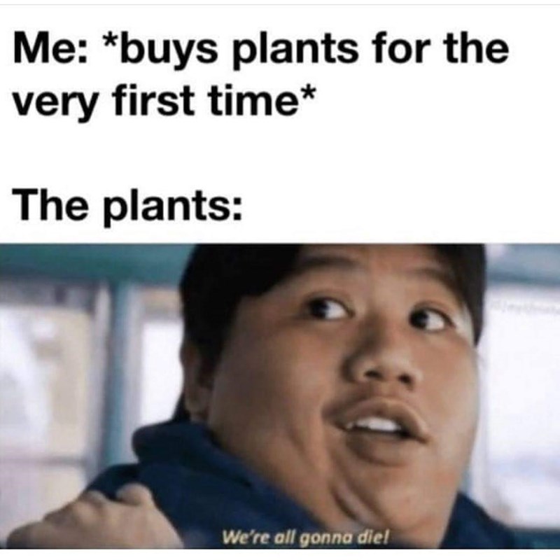 we re all gonna die memes - Me buys plants for the very first time The plants We're all gonna diel