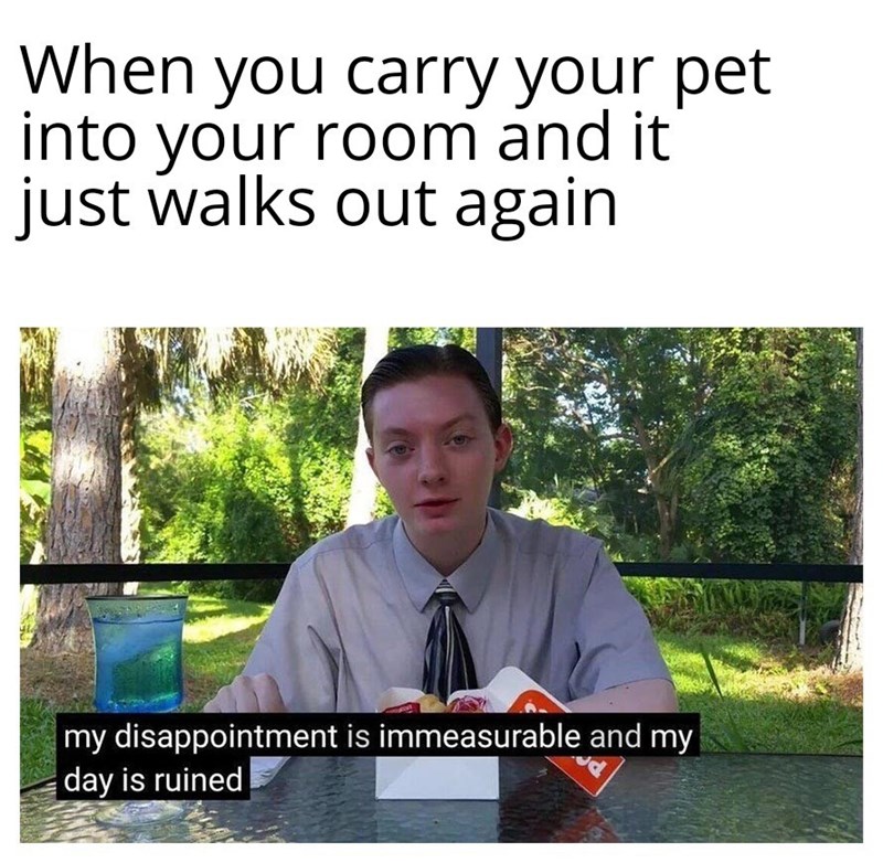 my disappointment is immeasurable and my day - When you carry your pet into your room and it just walks out again my disappointment is immeasurable and my day is ruined