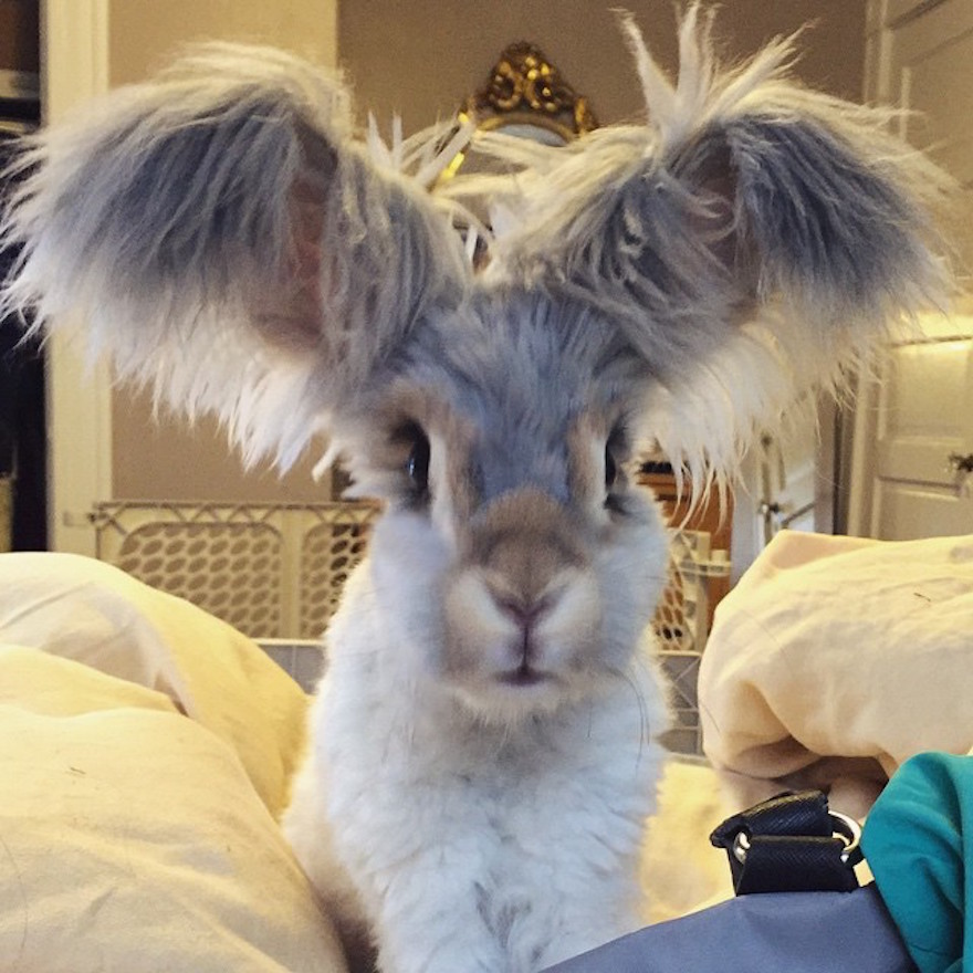 hairy eared rabbit