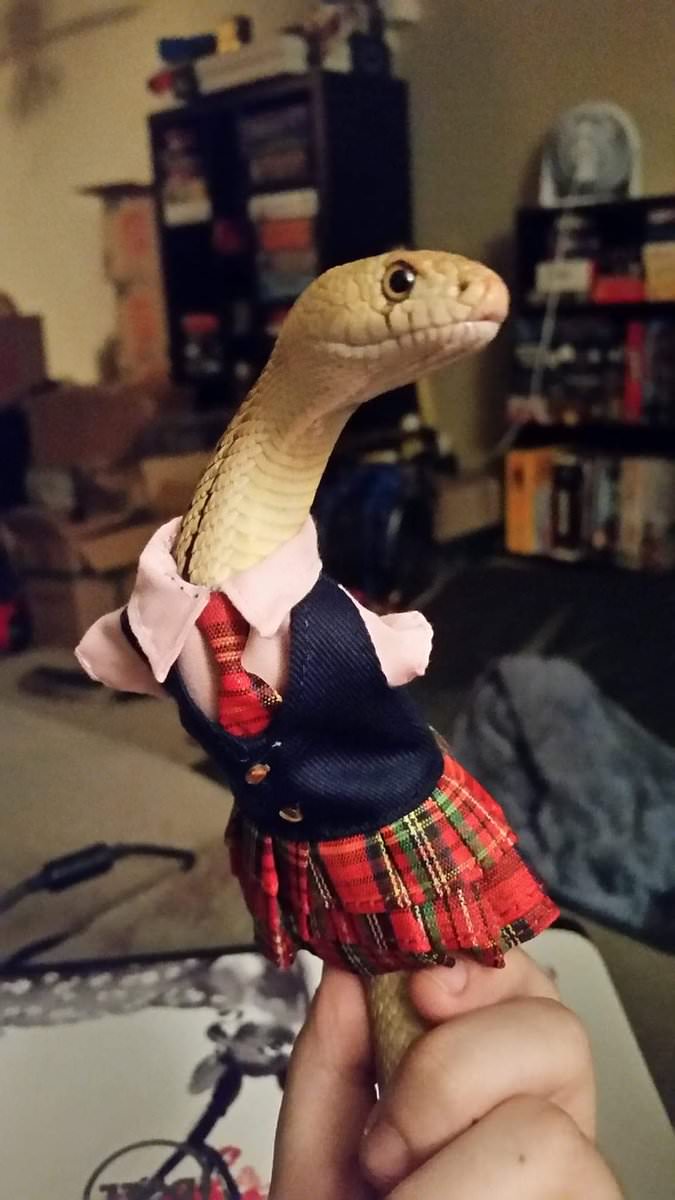snake with clothes