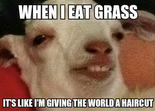 meme funny goats - When I Eat Grass It'S I'M Giving The World A Haircut
