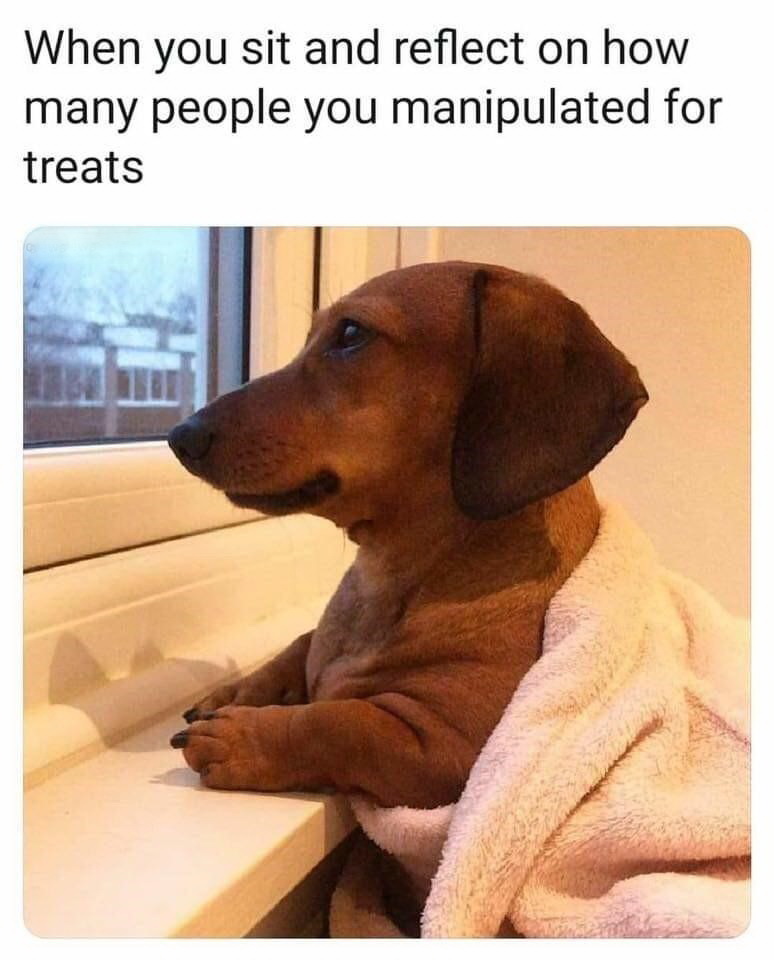 love dog memes - When you sit and reflect on how many people you manipulated for treats