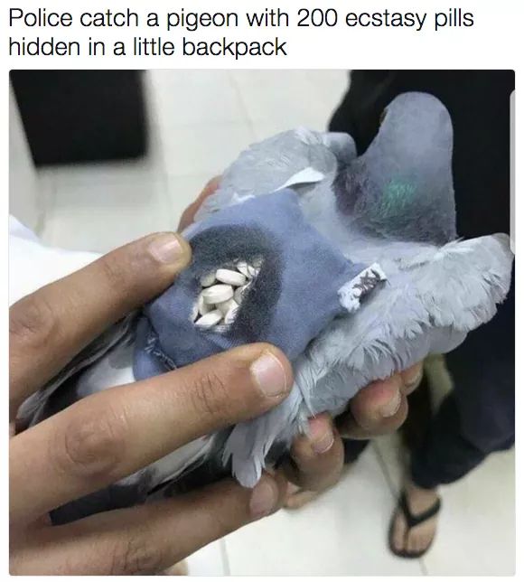 pigeon ecstasy backpack - Police catch a pigeon with 200 ecstasy pills hidden in a little backpack