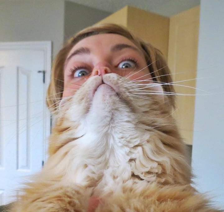 random pics - cat beard meme -