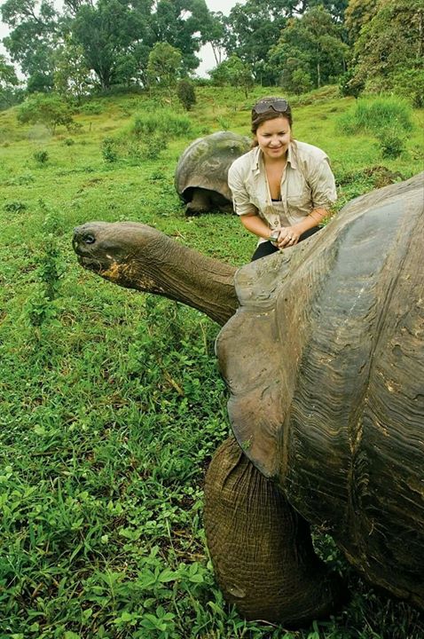 random pics - galapagos tortoise height