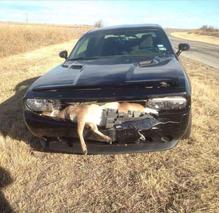 random pics - car hit deer