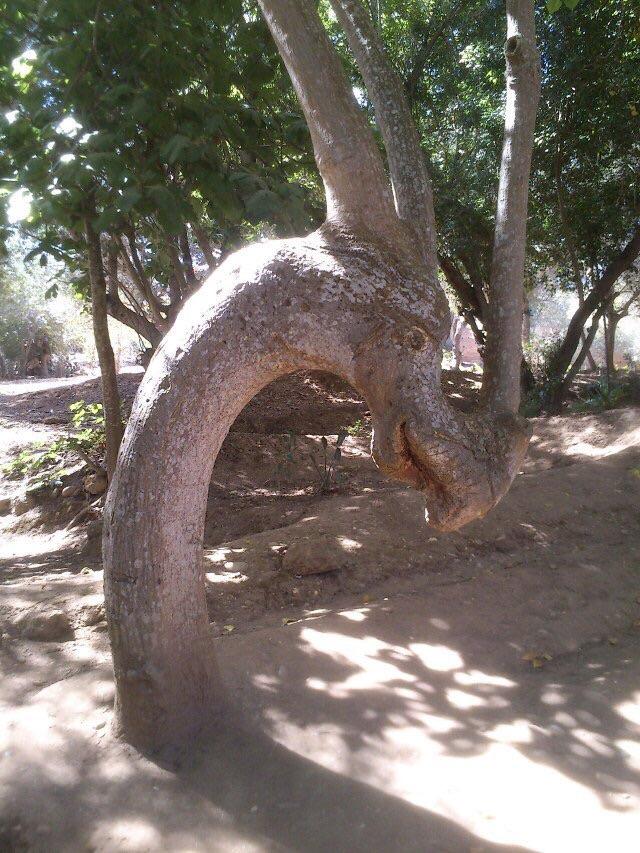 random pics - tree shaped like a dragon