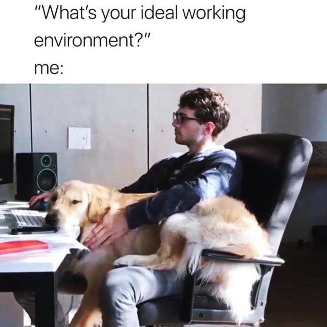 dog on lap working - "What's your ideal working environment?" me