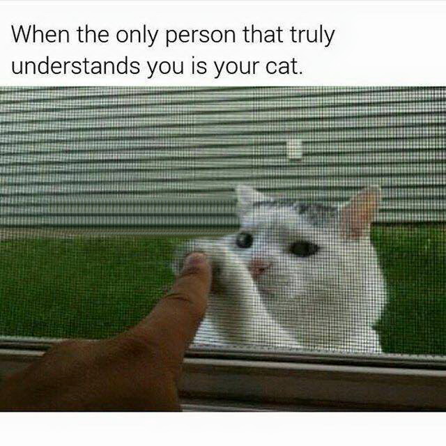 gotchu fam cat - When the only person that truly understands you is your cat.