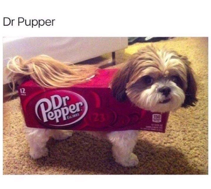 dr pupper