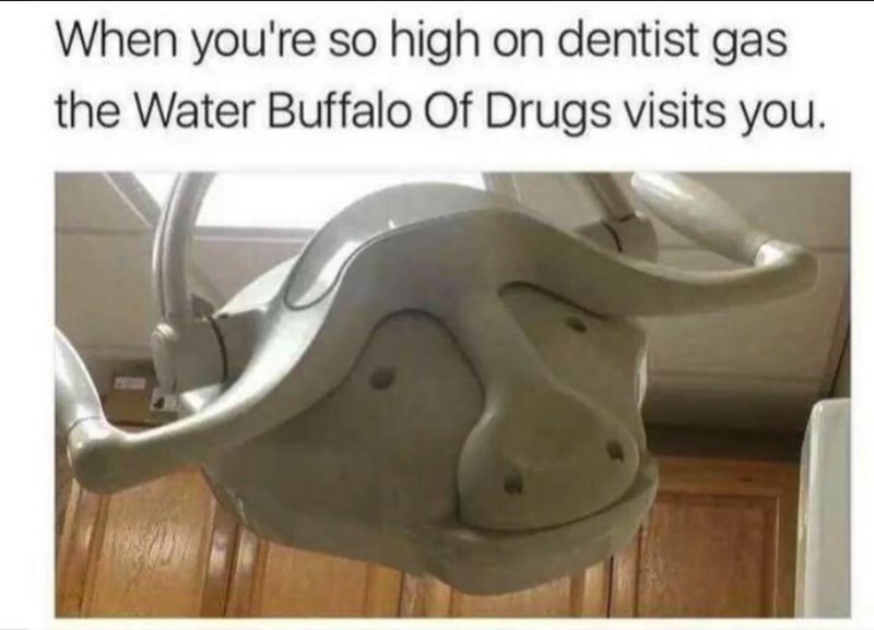 dentist water buffalo - When you're so high on dentist gas the Water Buffalo Of Drugs visits you.