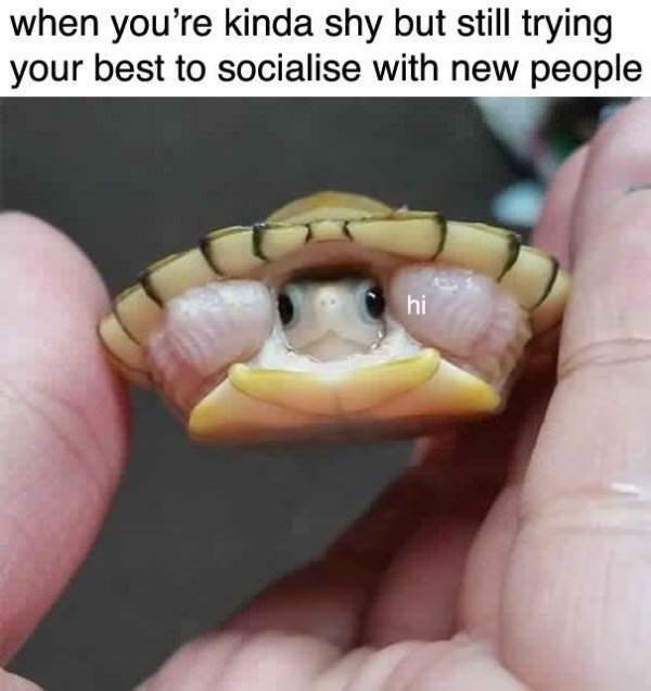 pure funny wholesome memes - when you're kinda shy but still trying your best to socialise with new people hi