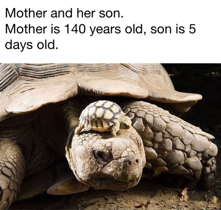animal mom and baby - Mother and her son. Mother is 140 years old, son is 5 days old.