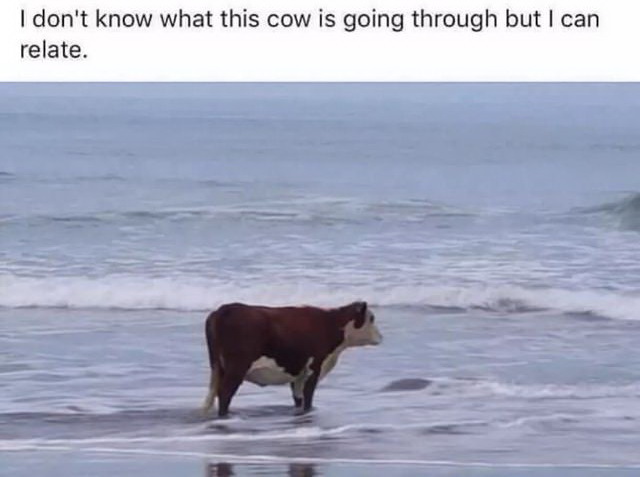 dont know what this cow is going through - I don't know what this cow is going through but I can relate.