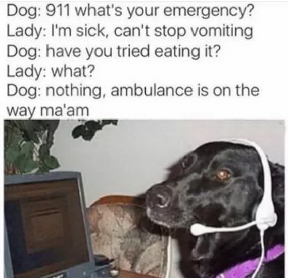dog fort - Dog 911 what's your emergency? Lady I'm sick, can't stop vomiting Dog have you tried eating it? Lady what? Dog nothing, ambulance is on the way ma'am