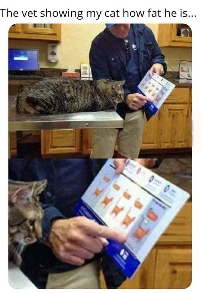 vet showing my cat how fat he - The vet showing my cat how fat he is...
