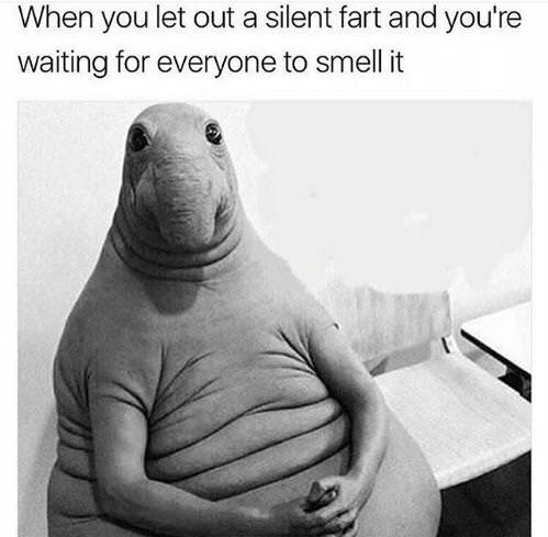 snorp meme - When you let out a silent fart and you're waiting for everyone to smell it