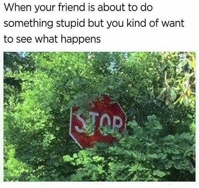 your friend is about to do some stupid shit - When your friend is about to do something stupid but you kind of want to see what happens Stop