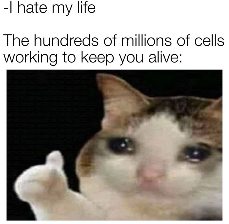 thumbs up crying cat meme - I hate my life The hundreds of millions of cells working to keep you alive