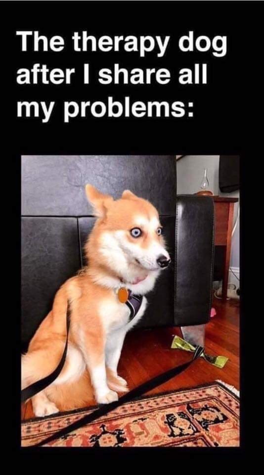 therapy dog meme - The therapy dog after I all my problems
