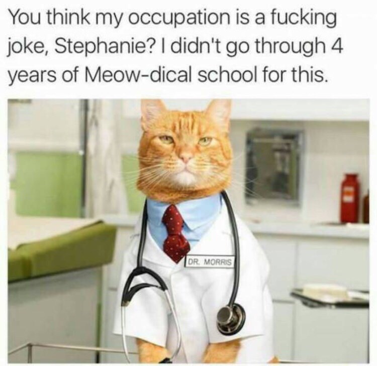 doctor cat - You think my occupation is a fucking joke, Stephanie? I didn't go through 4 years of Meowdical school for this. Dr. Morris