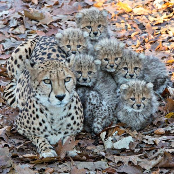 cheetahs family