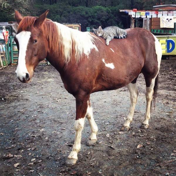 cat riding a horse - D