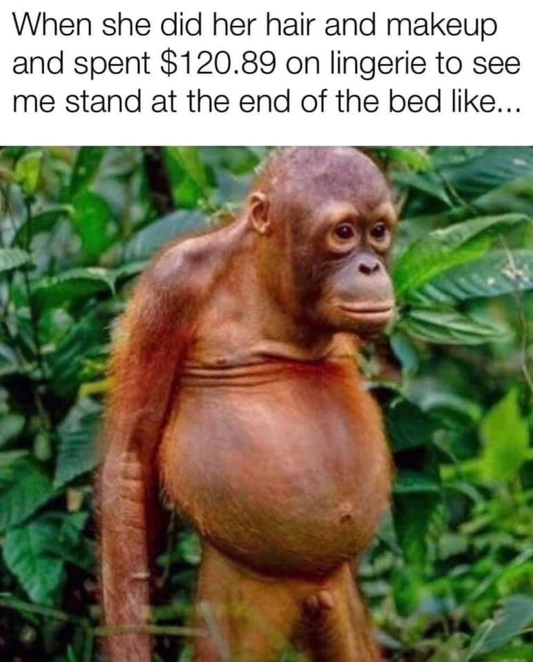 orangutan meme - When she did her hair and makeup and spent $120.89 on lingerie to see me stand at the end of the bed ...