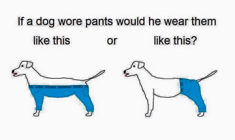 if a dog would wear pants - If a dog wore pants would he wear them this this? or