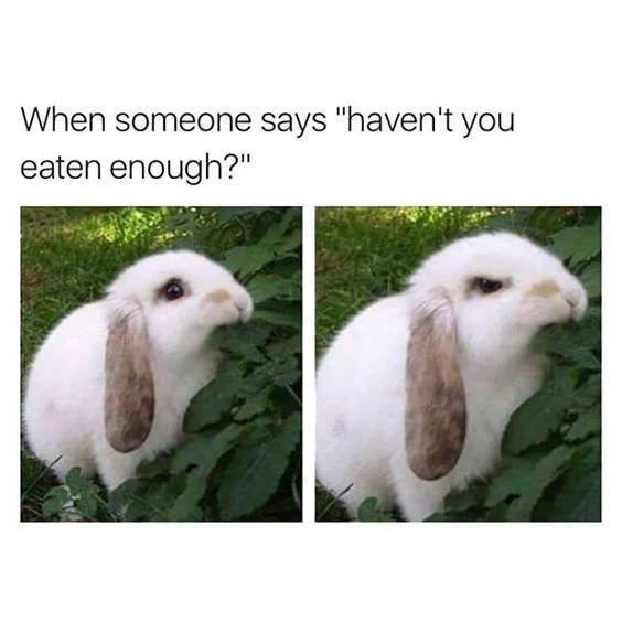 angry rabbit meme - When someone says "haven't you eaten enough?"