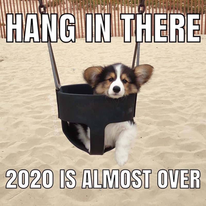 dog - Hang In There 2020 Is Almost Over