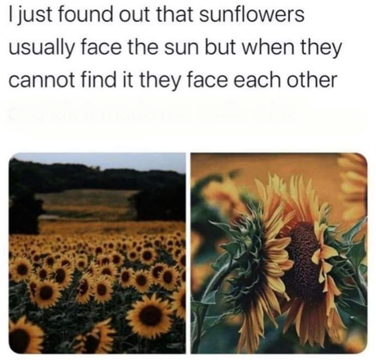 sunflowers face each other meme - I just found out that sunflowers usually face the sun but when they cannot find it they face each other
