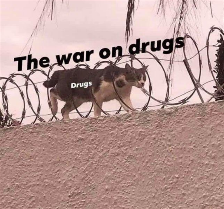 cat walking through barbed wire - The war on drugs Drugs