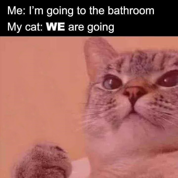 our meme - Me I'm going to the bathroom My cat We are going