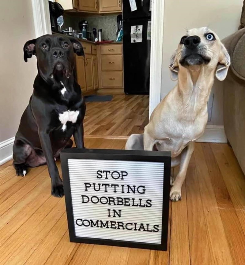 Dog - 3 1 Stop Putting Doorbells In Commercials