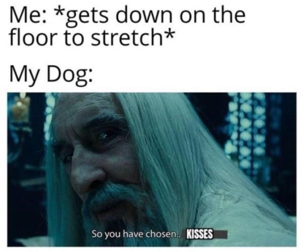 funny memes - looks like your going to the shadow realm jimbo meme - Me gets down on the floor to stretch My Dog So you have chosen.. Kisses