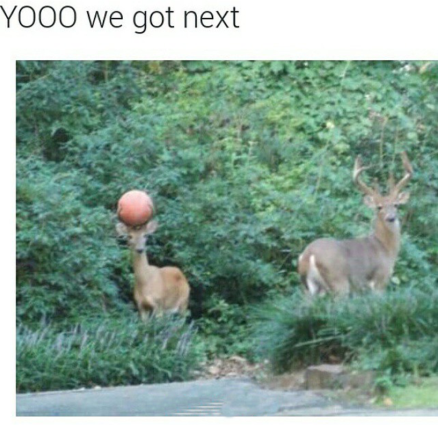 deer basketball - Yooo we got next