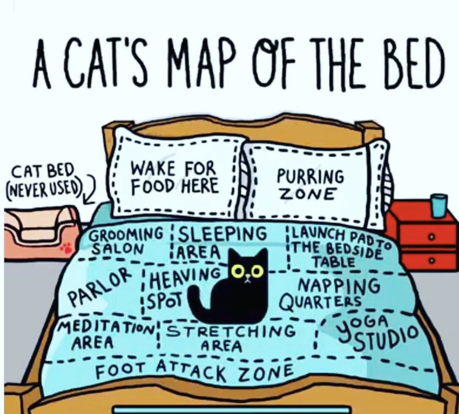 cat's map of the bed - A Cat'S Map Of The Bed Grooming Sleeping Launch Pad To Foot Attack Zone Cat Bed Wake For Purring Food Here Zone Salon Area J. Table Napping Quarters Meditation Stretching Area Area Never Used o Heaving 0,0 Parlor Spot Yoga Studio