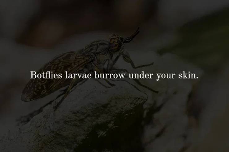 beverly craven promise me - Botflies larvae burrow under your skin.