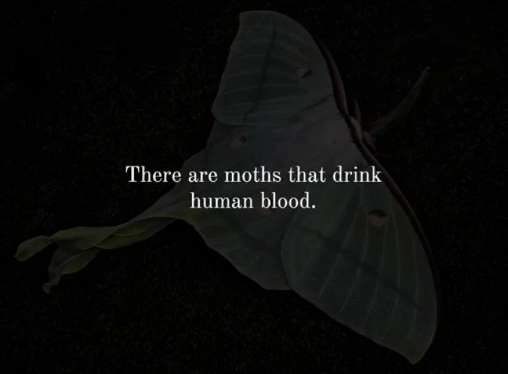 marine biology - There are moths that drink human blood.