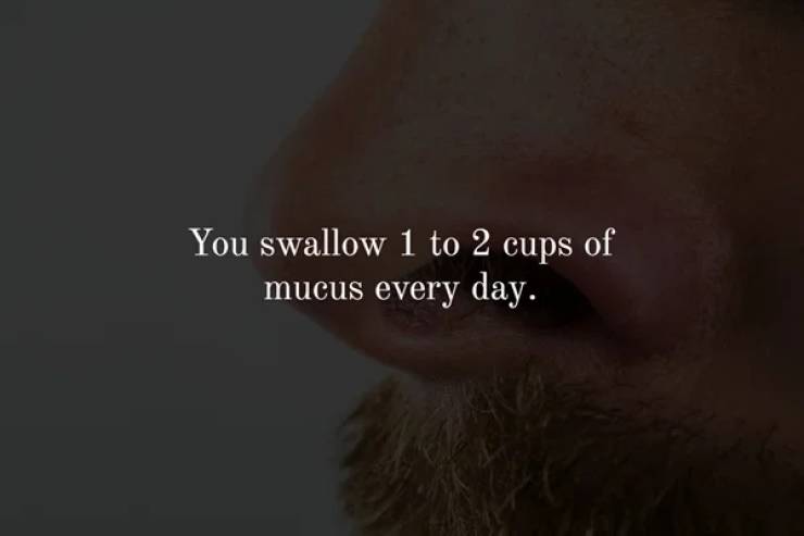 close up - You swallow 1 to 2 cups of mucus every day.