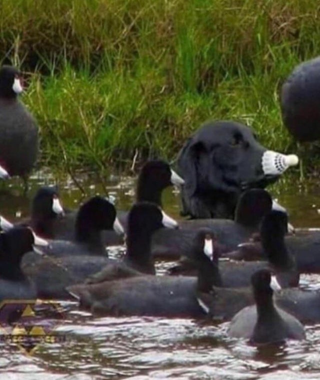 9gag they suspect nothing dog looking like a duck