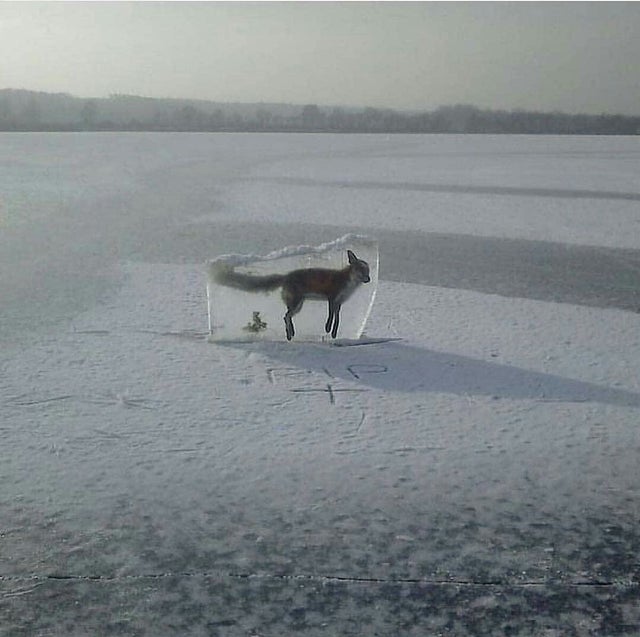 small fox drowned in ice